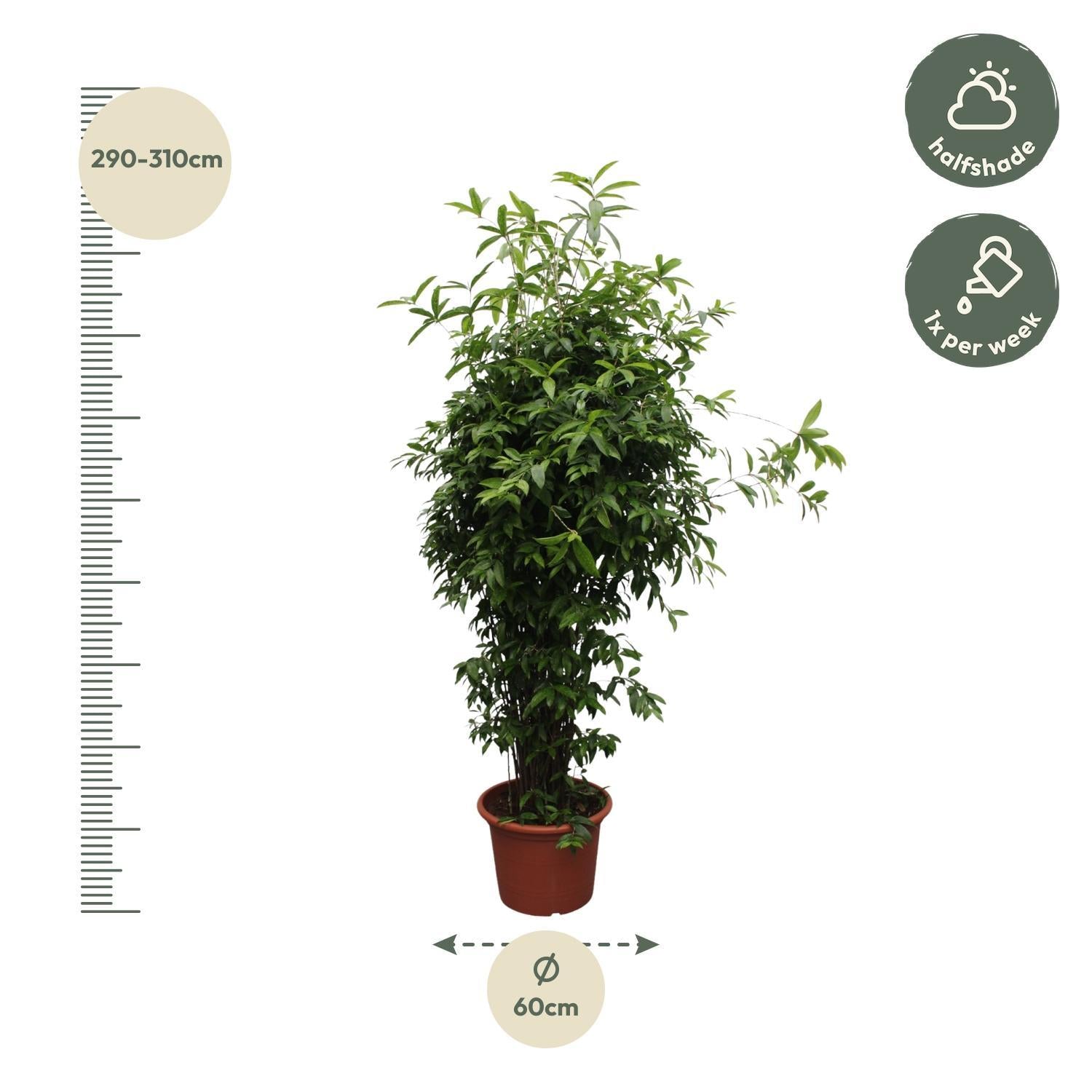 Dracaena Surculosa – 300 cm – ø60 cm | Dracaena - Grote Kamerplanten