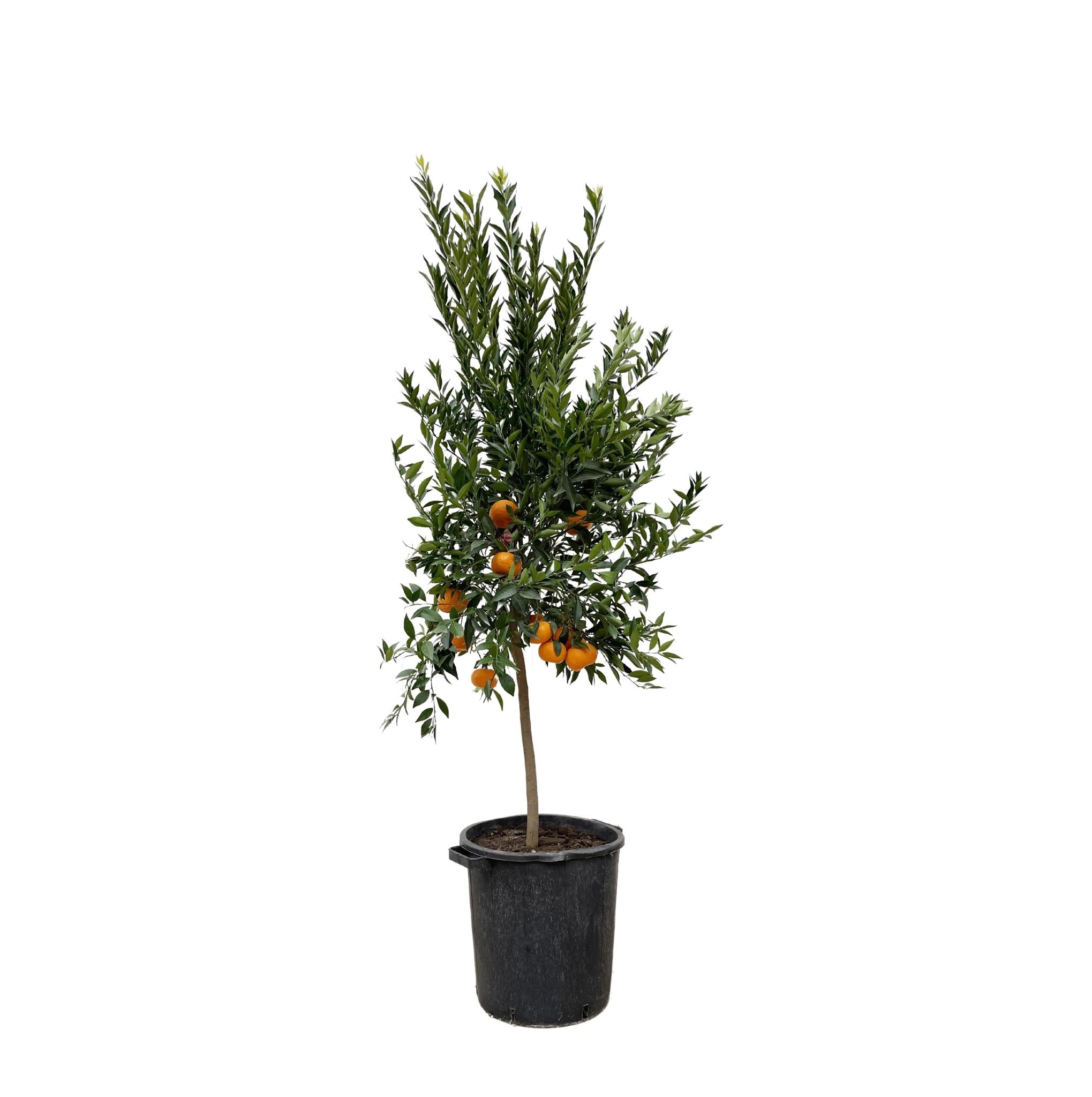 Citrus Mandarino – 200 cm - ø40 cm - Mandarijnboom kopen