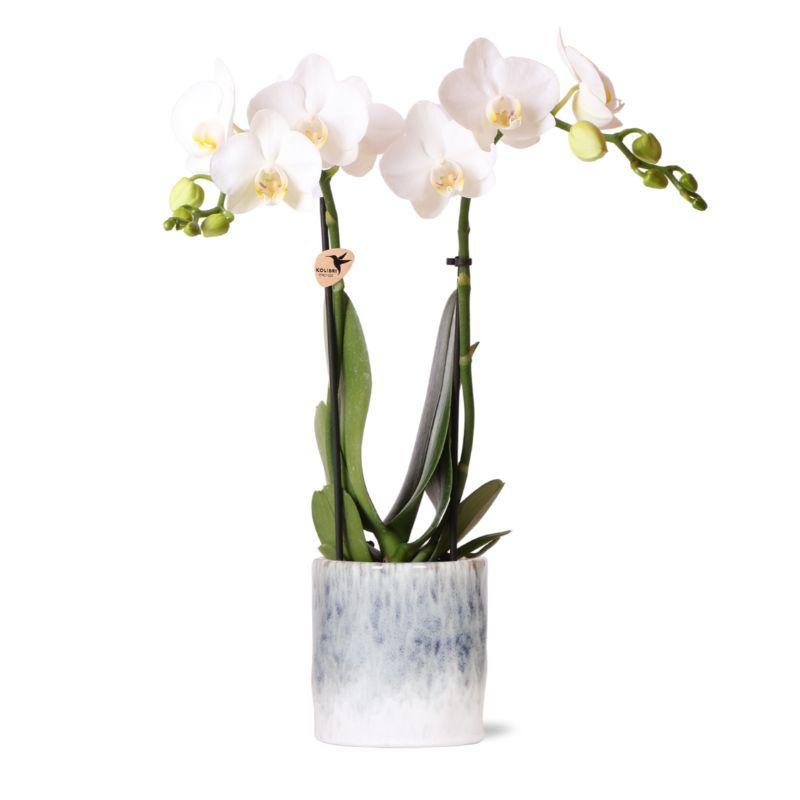 Orchidee | Witte Phalaenopsis orchidee – Amabilis + Sky pot – potmaat Ø9cm