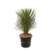 Yucca Filifera Australis - 100cm - ø30 cm | Australische Draadpalm