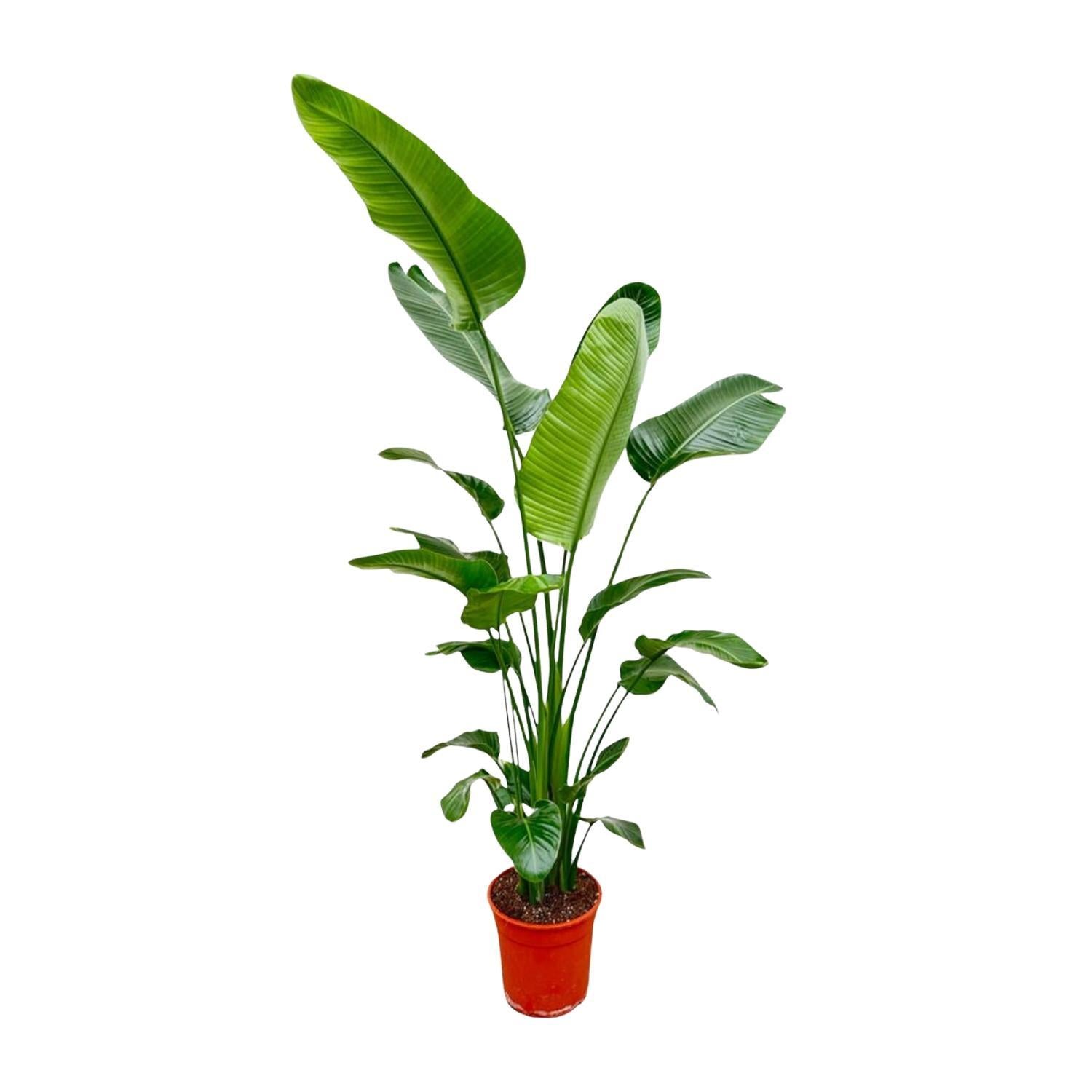 Strelitzia Nicolai - 200 cm - ⌀27 cm - Grote Kamerplant