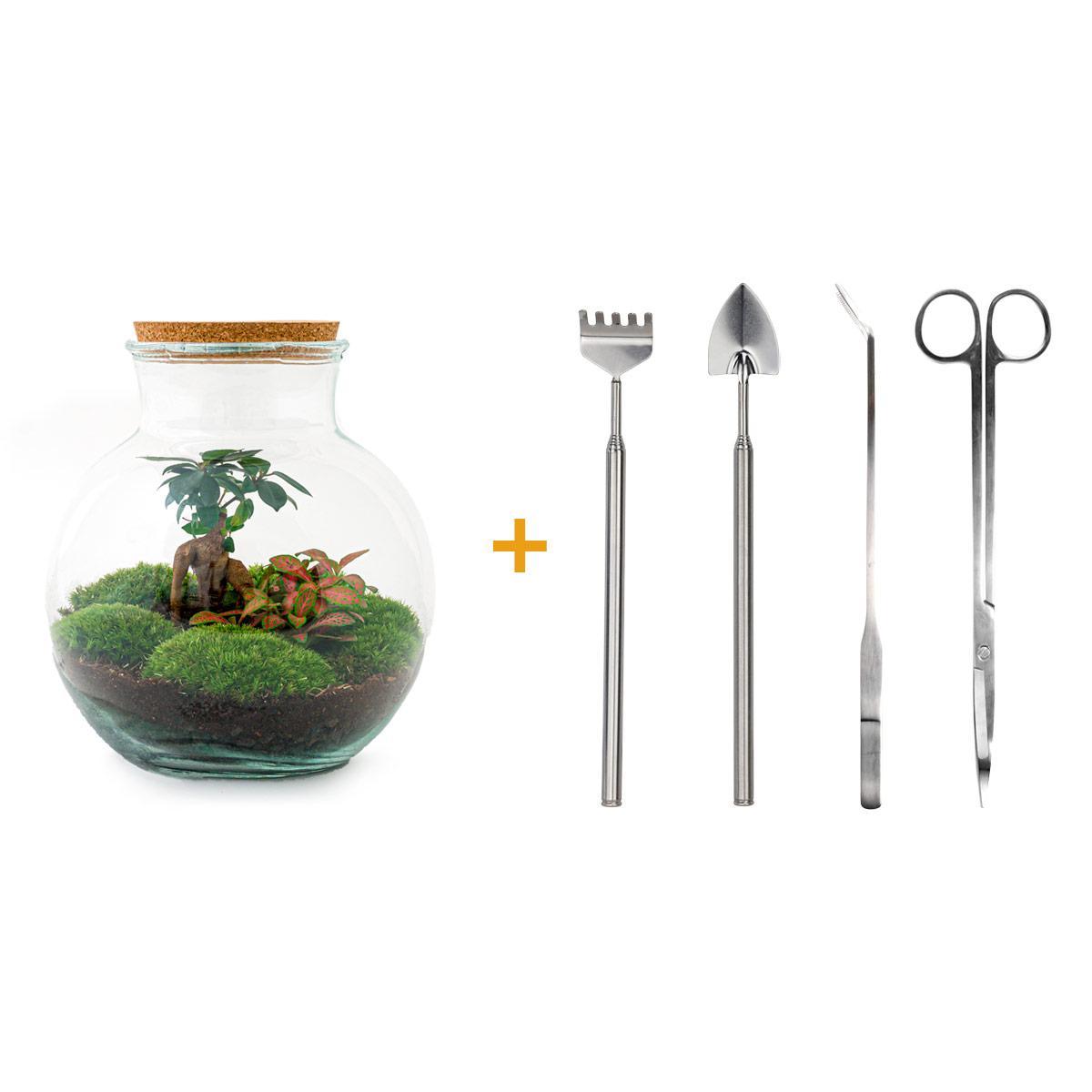 DIY terrarium - Teddy bonsai - ↕ 26,5 cm - Rake + Shovel + Tweezer + Scissors