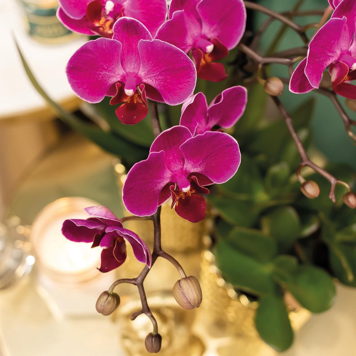 Orchidee | paarse Phalaenopsis orchidee + Diamond sierpot goud - potmaat Ø9cm