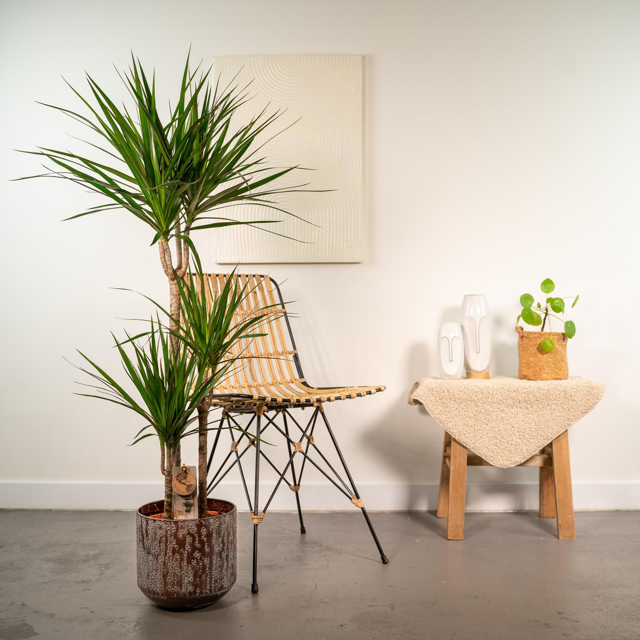 Dracaena Marginata met pot - 120 cm - Ø21 cm  | Dracaena - Kamerplanten