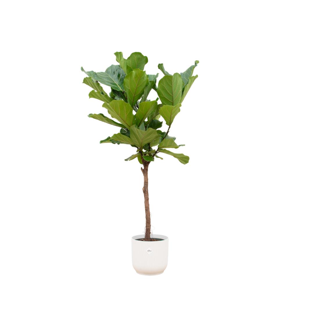 Ficus Lyrata stam - 160 cm - Ø30 cm - inclusief Elho Vibes Fold Round wit | Ficus