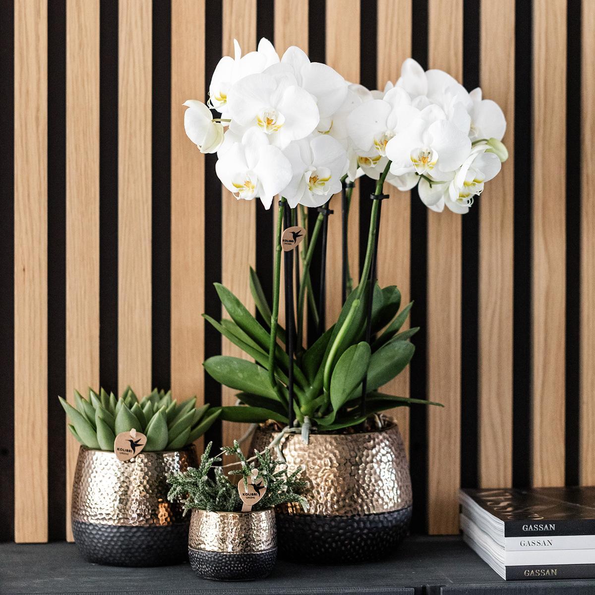 Orchidee | geel rode Phalaenopsis orchidee – Spain + Elite sierpot copper – potmaat Ø9cm