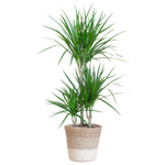 Dracaena Marginata met Lissabon mand - 95 cm - Ø21 cm | Dracaena - Kamerplanten