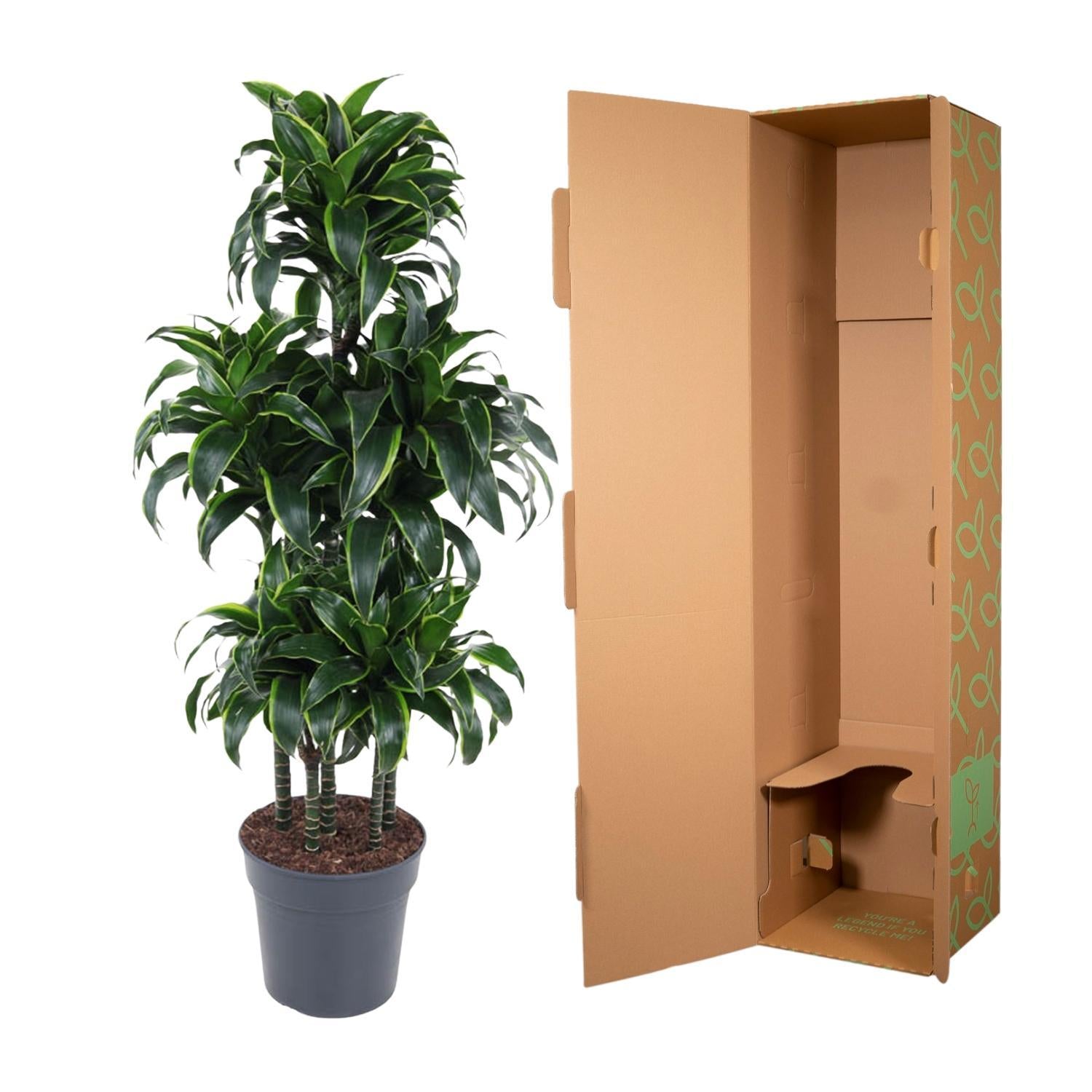 Dracaena Dorado Carrousel - 140 cm - ø31 cm | Dracaena - Kamerplant