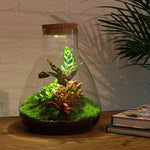 Plant terrarium - Sam Calathea met licht - ↕ 30 cm | Planten terrarium