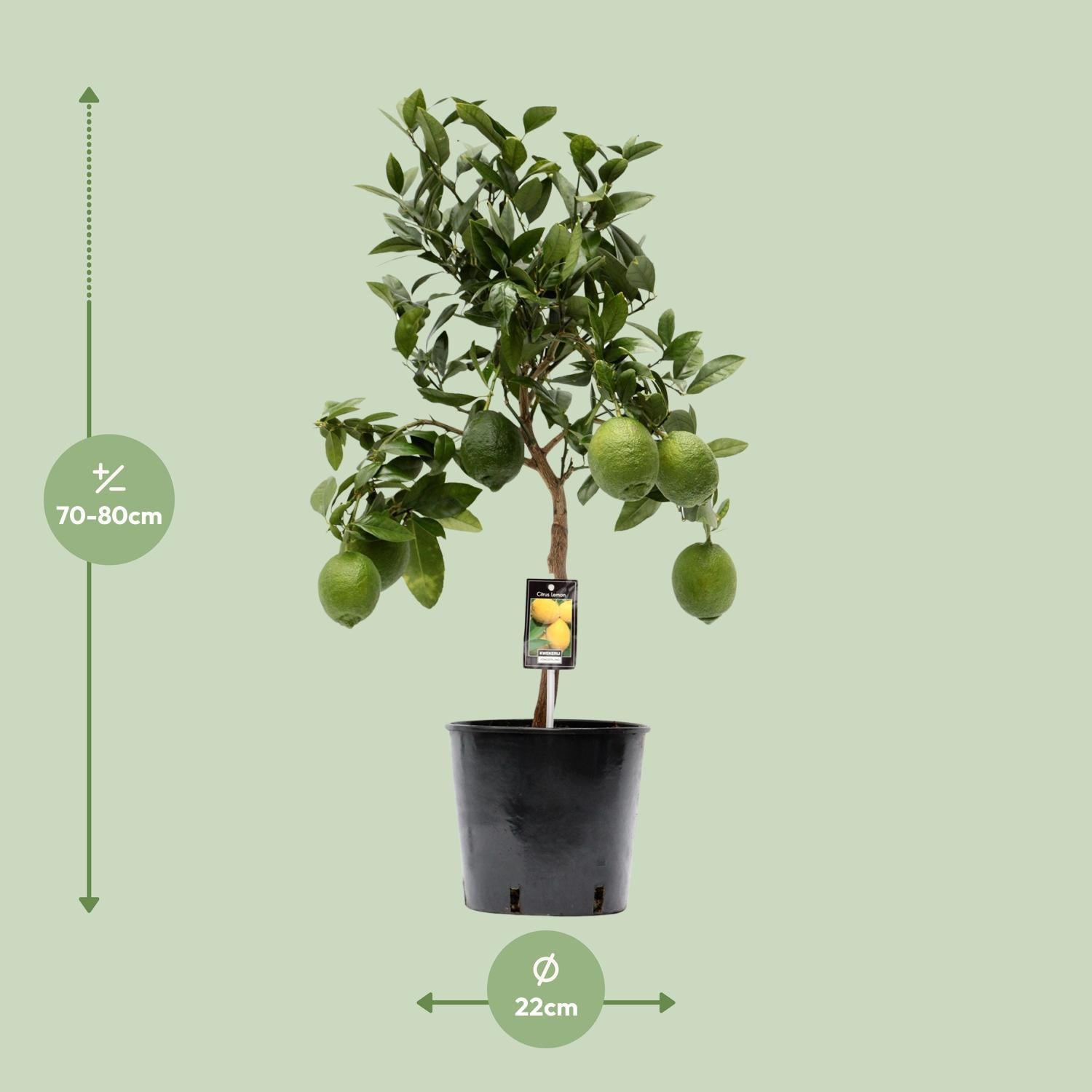 Citrus Lemon - 80cm - Ø22cm - Citroenboom als mediterrane sfeerbrenger