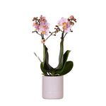 Orchidee | Roze Phalaenopsis orchidee - Andorra + Pastel pot pink - potmaat Ø9cm