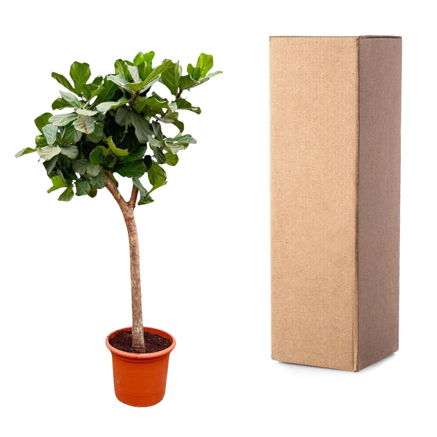 Ficus Lyrata boom - Vioolbladplant - 230 cm | Grote Kamerplant