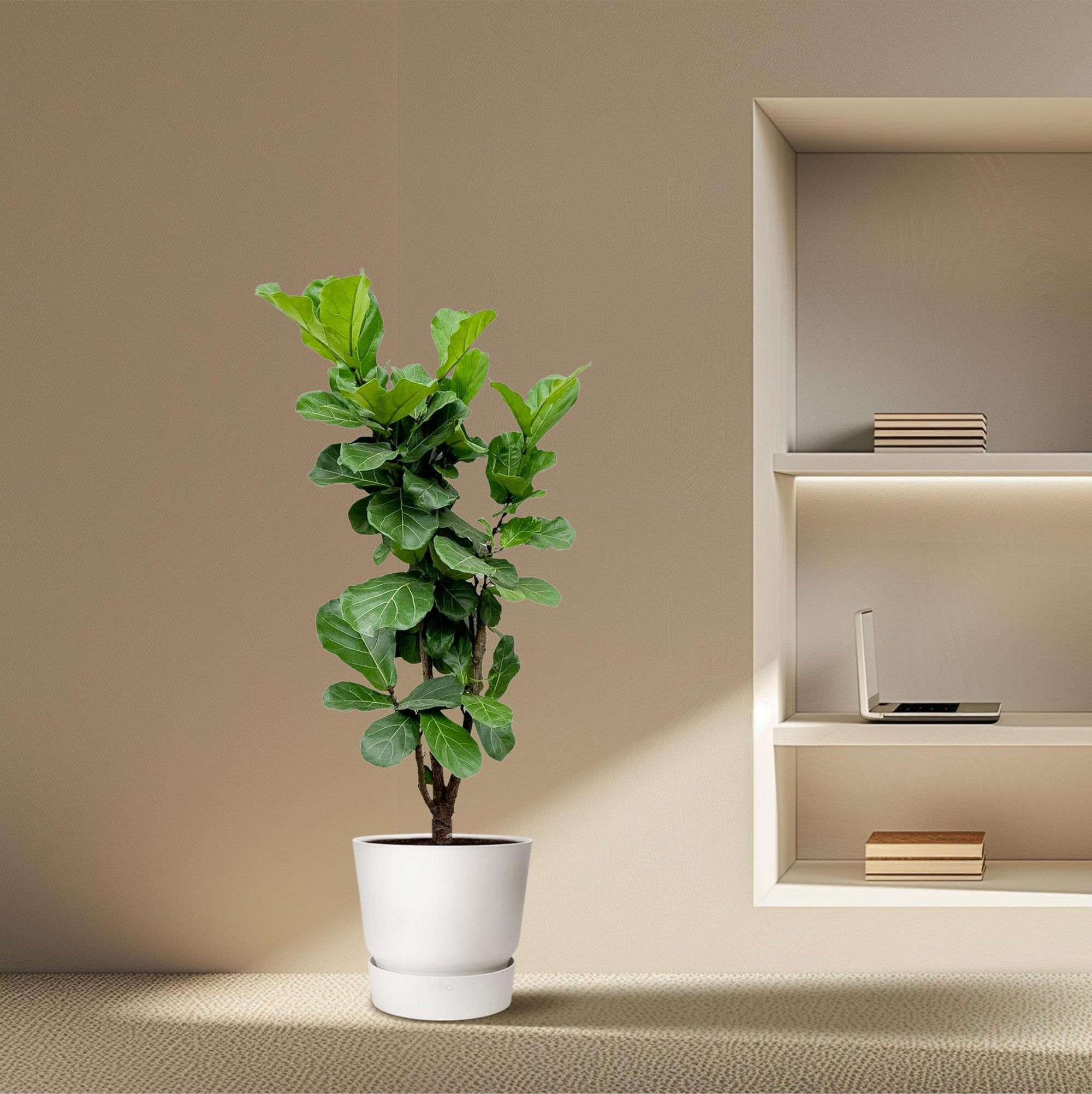 Ficus Lyrata vertakt - 180 cm - ⌀30 cm | Ficus - Grote Kamerplanten