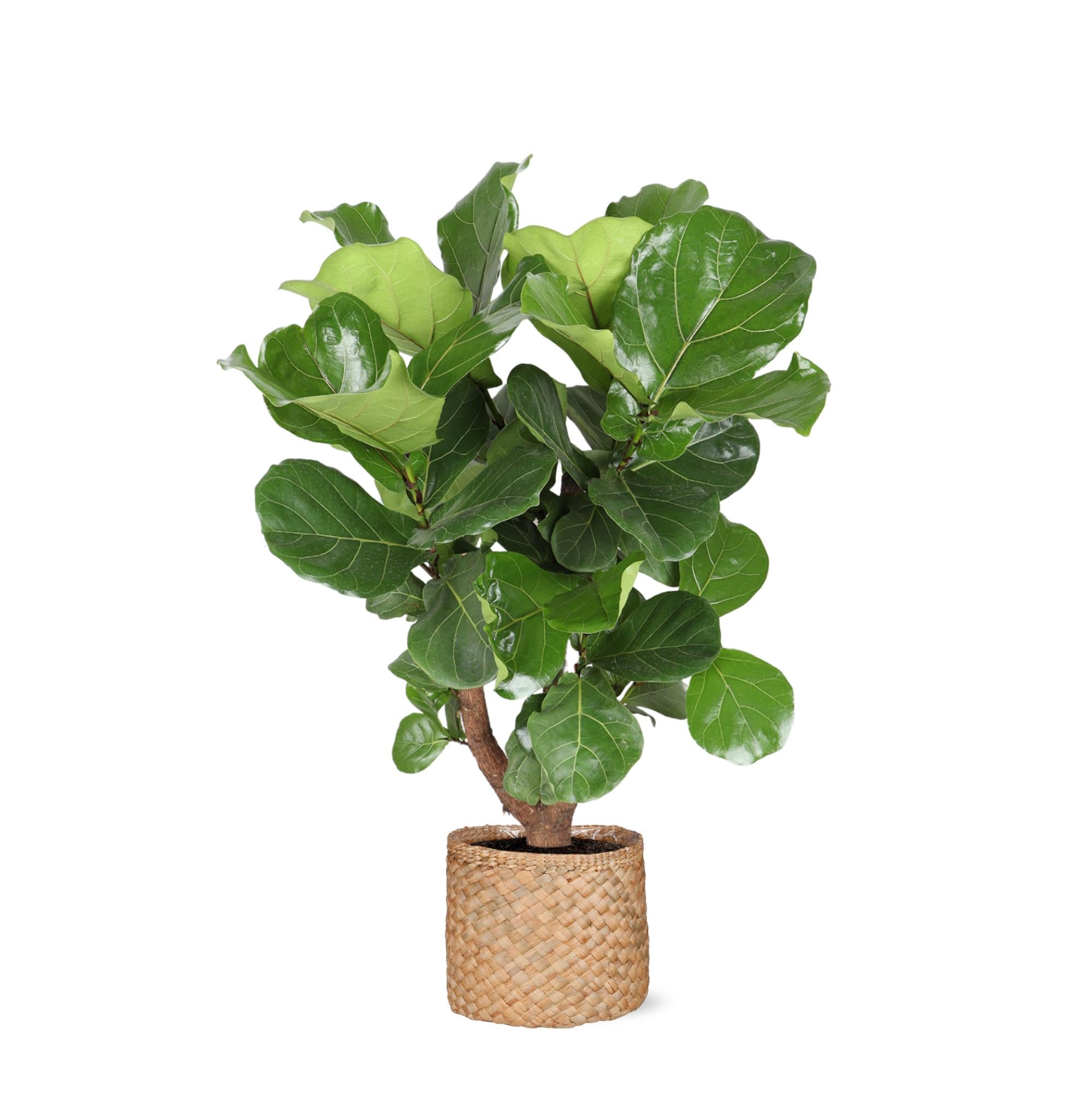 Ficus Lyrata (vertakt) - 110 cm - Ø24 cm in Albury mand  | Ficus