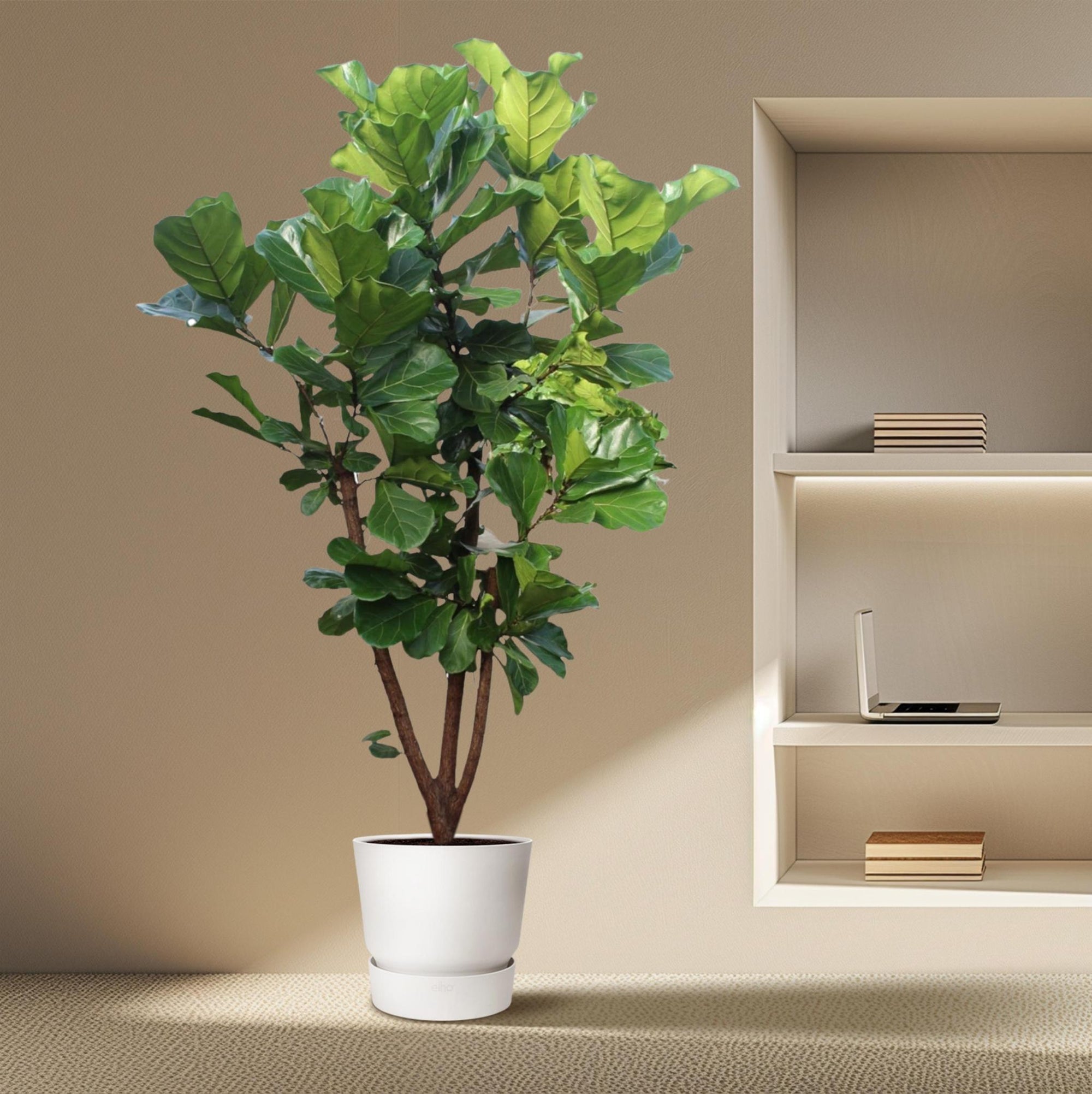 Ficus Lyrata vertakt - 240 cm - ø50 cm- Grote Kamerplant